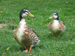 ducks