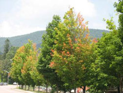 Fall color on campus